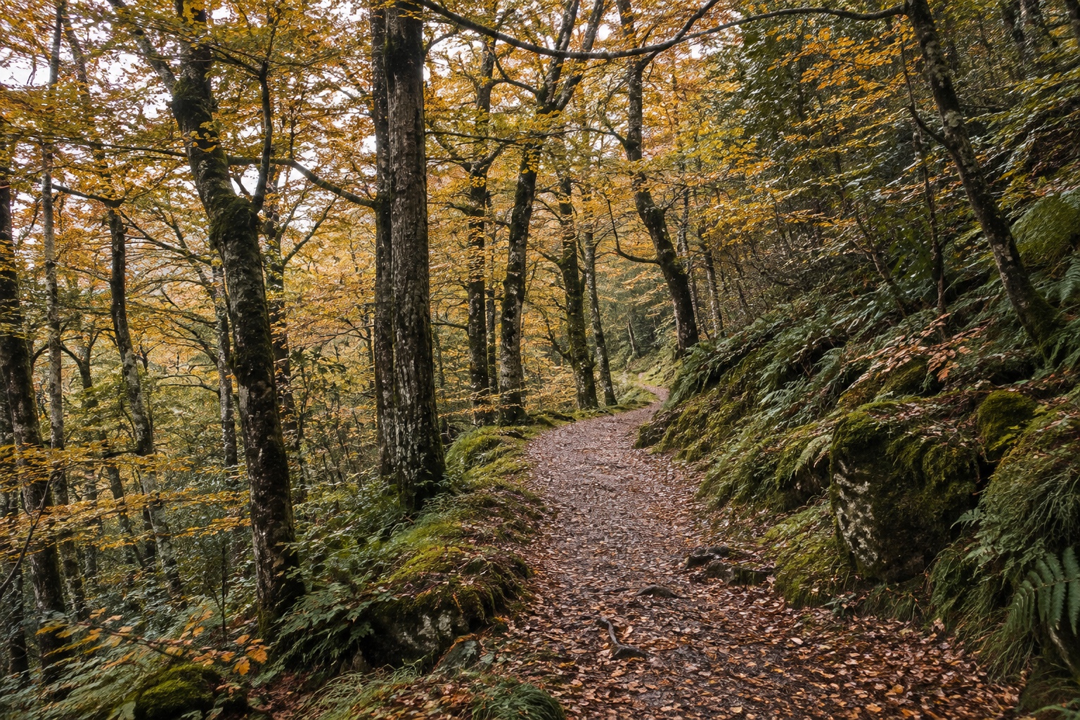 An empty tramping track through autumn-coloured beech forest in shoulder season